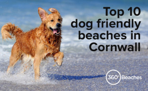 Top 10 dog friendly beaches in Cornwall