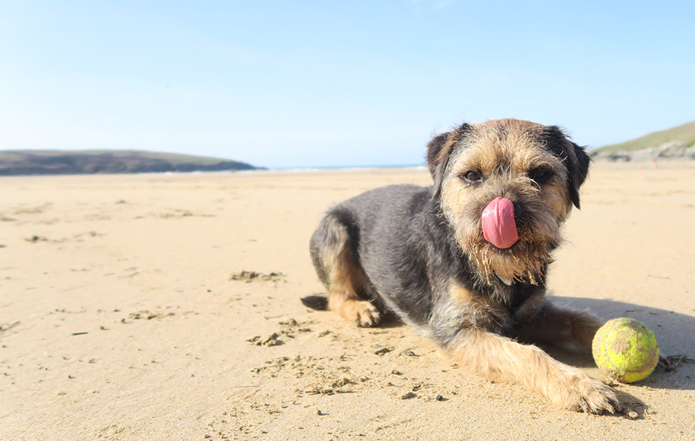 Dog Friendly Beaches Cornwall 